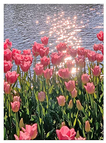 DCIDBEI 40 x 50 cm Diamantmalerei-Set Rund, Diamond Painting Landschaft Rosa Tulpen, Malen Nach Zahlen Erwachsene Blumen, Handwerk Kristall Mosaik Geschenke handgefertigt