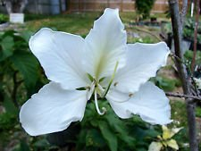 Bauhinia acuminata Weiße Orchidee Baum Exotische Blumen Bonsai Pflanzensamen 15 Samen