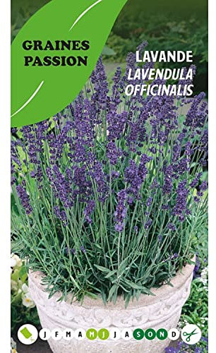 Graines passion sacchetto di semi Lavanda officinalis