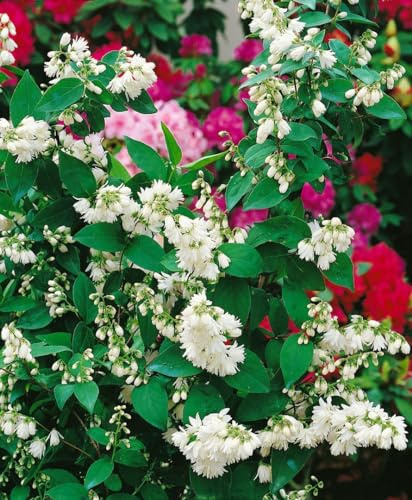Sternchenstrauch Deutzia scabra Pride of Rochester 40-60 cm winterhart | Weiße Blüten, sonnig bis halbschattig, schnittverträglich, ideal für Hecke, Sichtschutz und Bienenweide