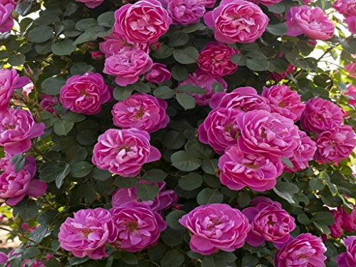 Pianta ROSA BREVETTATA ALLEGRO ®MEILLAND RAMPICANTE PROFUMATA vaso20 AMDGarden