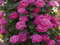 Pianta ROSA BREVETTATA ALLEGRO ®MEILLAND RAMPICANTE PROFUMATA vaso20 AMDGarden