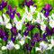 Holländische Iris Paradise Mischung (50 Zwiebeln), Schwertlilien Kollektion, 5 Sorten/Farben, Mehrjährig, Winterhart Blumenzwiebeln aus Holland für Garten, Topf (große Knollen, kein Samen)