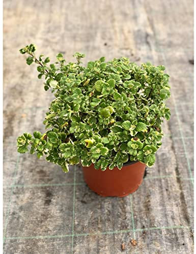 Pianta di Incenso - Dimensione Vaso Vaso 18cm
