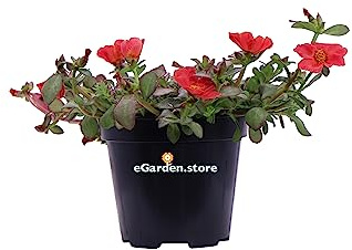 Pianta vera di Portulaca diverse varietà succulenta fiori vari colori ornamentaleda esterno venduta da eGarden.store (Portulaca Umbraticola Rosso-Fucsia)
