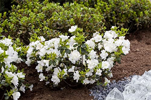 Rhododendron obtusum 'Schneeperle' 30-40 cm - Azalee, weiße Blüten, Blütezeit April-Mai, ideal für Kübel und Rabatten, winterhart und pflegeleicht