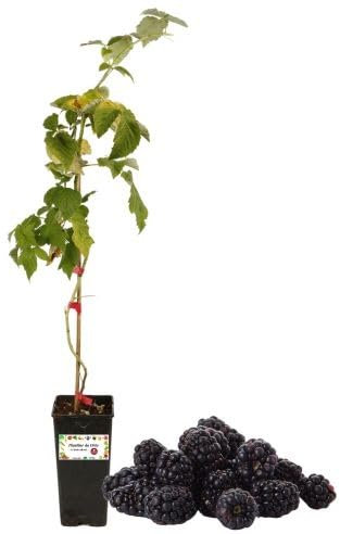 P. Piantine da Orto | Mora Tardiva Senza Spina, Vaso da 2L, Pianta Pronta per Il Trapianto, Pianta Vera da Orto, da Balcone e da Esterno, Vivaio Italiano