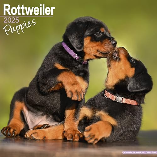 Rottweiler Puppies – Rottweiler Welpen 2025 – 16-Monatskalender: Original Avonside-Kalender [Mehrsprachig] [Kalender] (Wall-Kalender)