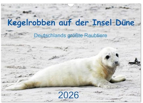 Kegelrobben auf der Insel Düne (Wandkalender 2026 DIN A3 quer), CALVENDO Monatskalender: Helgoländer Kegelrobben in Text und Bild (CALVENDO Tiere)