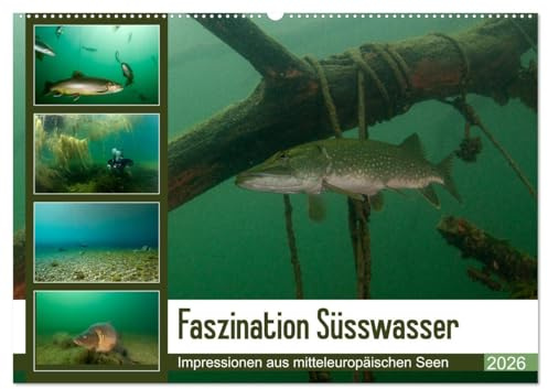 Faszination Süsswasser (Wandkalender 2026 DIN A2 quer), CALVENDO Monatskalender: Tauchen im See (CALVENDO Tiere)