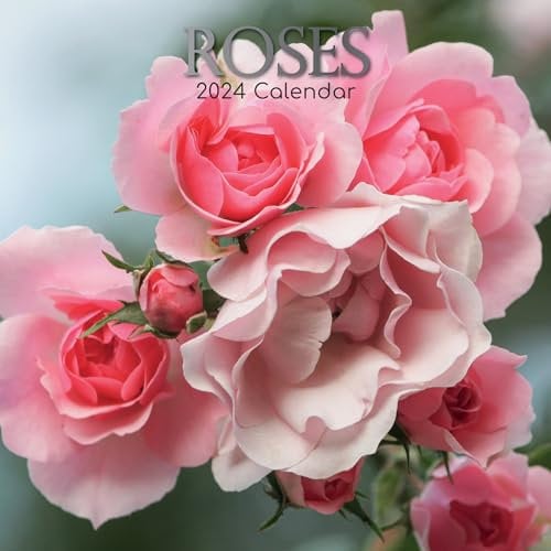 Roses – Rosen 2024 – 16-Monatskalender: Original Gifted Stationery-Kalender [Mehrsprachig] [Kalender] (Wall-Kalender)