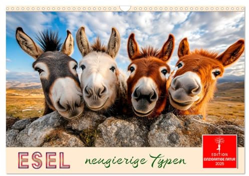 Esel - neugierige Typen (Wandkalender 2025 DIN A3 quer), CALVENDO Monatskalender: Liebenswerte Tiere, auf die man sich verlassen kann. (CALVENDO Tiere)