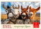 Esel - neugierige Typen (Wandkalender 2025 DIN A3 quer), CALVENDO Monatskalender: Liebenswerte Tiere, auf die man sich verlassen kann. (CALVENDO Tiere)
