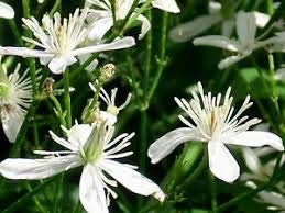 Genipap 20 CLEMATIS VITALBA - Semi di fiori bianchi.