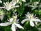 Genipap 20 CLEMATIS VITALBA Blumensamen Weiß.