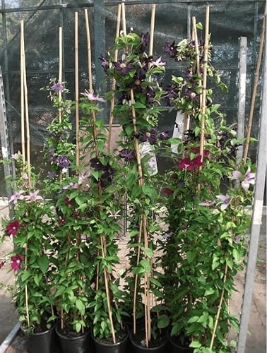 Waldrebe 'Madame Baron Veillard' 100-150 cm Topf Clematis winterhart
