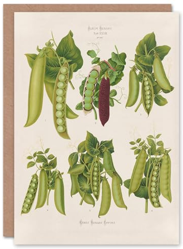 Artery8 Ernst Benary Art Card Pea Plant Varieties Vintage Botanical