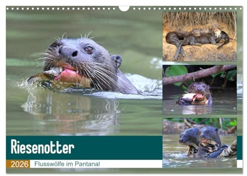 Riesenotter - Flusswölfe im Pantanal (Wandkalender 2026 DIN A3 quer), CALVENDO Monatskalender: Riesenotter - erfolgreiche Jäger (CALVENDO Tiere)