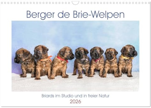 Berger de Brie - Welpen (Wandkalender 2026 DIN A3 quer), CALVENDO Monatskalender: Zauberhafte Briardwelpen entdecken spielerisch die Welt. (CALVENDO Tiere)