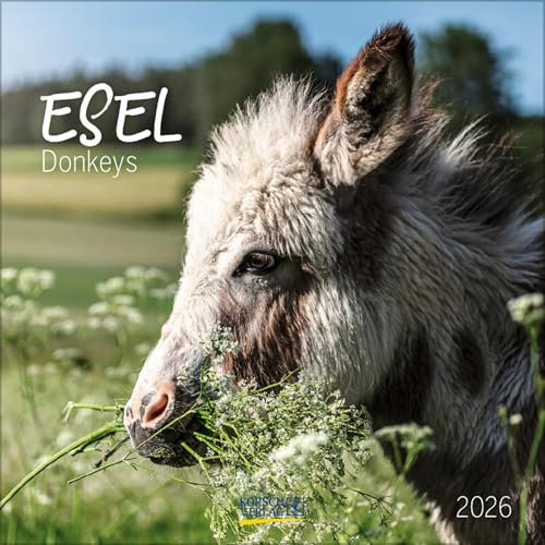 Esel 2026: Broschürenkalender mit Ferienterminen und Bildern von süßen Eseln. 30 x 30 cm