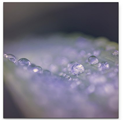 Paul Sinus Art Leinwandbilder | Bilder Leinwand 60x60cm Wassertropfen auf einem Blatt