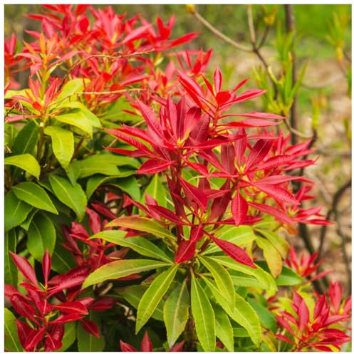 Pieris 'Forest Flame' 15-20cm Tall in 2L Pot 3fatpigs®