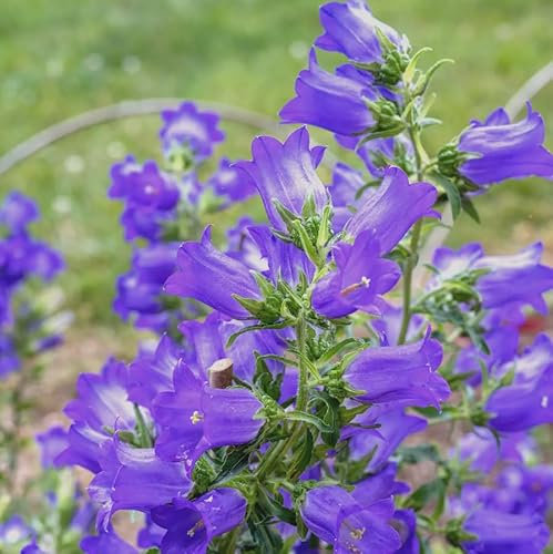 1 Pack of 1100 SEEEDS Canterbury Bells Campanula Medium Single Light Blue
