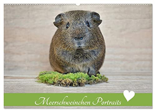 Meerschweinchen Portraits (Wandkalender 2026 DIN A2 quer), CALVENDO Monatskalender: Putzige Nager im Mittelpunkt (CALVENDO Tiere)