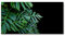 Tulup Acrylglas - Wandkunst - Bild auf Acrylglas Deko Wandbild hinter Kunststoff/Acrylglas Bild - Dekorative Wand für Küche & Wohnzimmer 140 x70 cm - Blumen & Pflanzen - Fensterblatt - Grün