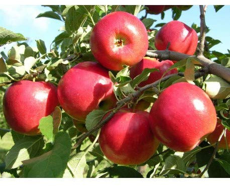ARBOL DE MANZANO ROJO CRIMSON CRISP COOP 39 C.O.V Maceta 25cm Altura 1,40m