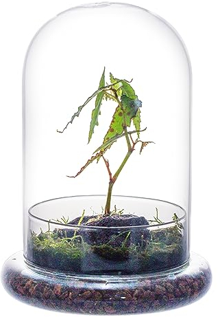 NCYP Dôme Décoratif en Verre Transparent avec Trou D'aération, 15 x 21 cm, Cloche en Verre avec Base, Présentoir de Table, Récipient de Terrarium pour de Fleurs (sans Plantes)
