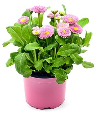 Bellis Plants, Daisy 'Rose', 6 x Full Plant Pack, Winter Bedding Plants, Winter Daisies, Garden Ready and Ready to Plant, Premium Quality Flowers