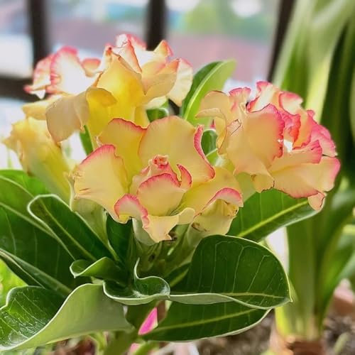5 pcs bonsai samen wüstenrose gartenblumen pflanzen balkon pflanze,Adenium obesum, wildblumen winterharte stauden schnittblumen exotische pflanzen gartenpflanzen winterhart ostern