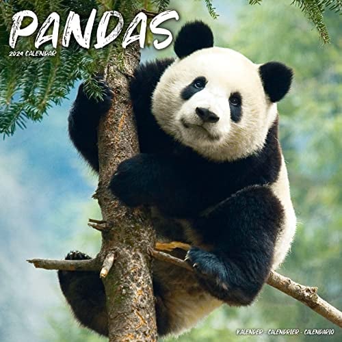 Pandas - Pandabären 2024 - 16-Monatskalender: Original Avonside-Kalender [Mehrsprachig] [Kalender] (Wall-Kalender)