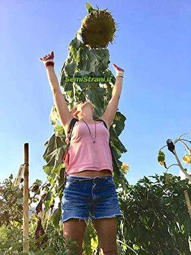 TOURNESOL GÉANT MARTINI 50 GRAINES, UN MUR DE FLEURS HAUTE 5 METRES + Guide de Culture