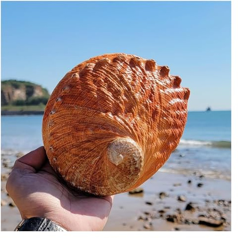 KFGISD, Coquille d'ormeau naturelle grande taille 15-16 cm, multi-trous, décoration for fête, mariage, maison, accessoires ,Coquillages