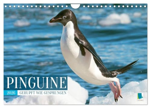 Pinguine: Gehupft wie gesprungen (Wandkalender 2026 DIN A4 quer), CALVENDO Monatskalender: Pinguine: laden zum Schmunzeln und Lachen ein (CALVENDO Tiere)