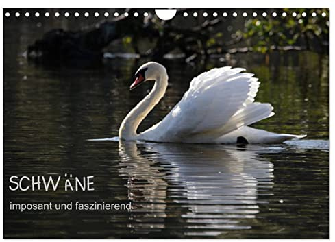 Schwäne - imposant und faszinierend (Wandkalender 2026 DIN A4 quer), CALVENDO Monatskalender: Schwäne sind imposante Entenvögel und interessant zu ... dem Wasser sowie in der Luft (CALVENDO Natur)