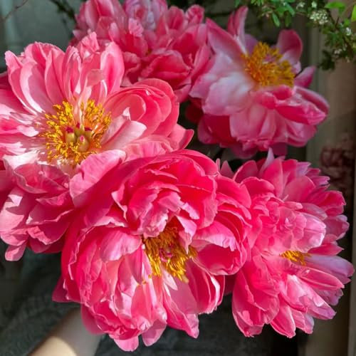 2 pcs pfingstrosen zwiebeln winterhart, pfingstrosen knollen stauden bodendecker winterhart, blumen garten pfingstrose (Paeonia suffruticosa) blumenzwiebeln mehrjährig winterhart,