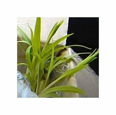 Stk - 20x Disa harveiana Orchideen Zimmer Pflanzen - Samen B1304 - Seeds & Plants Shop by Ipsa