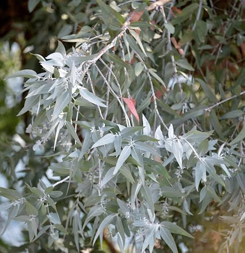 Echter Eukalyptus France Bleu® 40-60cm - Eucalyptus gunnii - lebende Gartenpflanze aus den Baumschulen