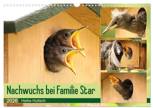 Nachwuchs bei Familie Star (Wandkalender 2026 DIN A3 quer), CALVENDO Monatskalender: Brutzeit der Stare (CALVENDO Tiere)