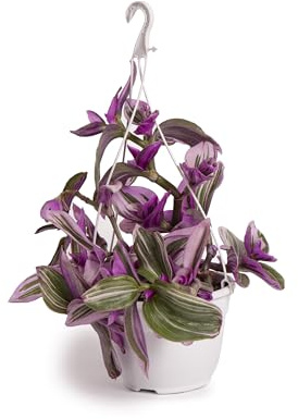 Cool Green - Planta natural Interior - Tradescantia