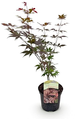 GreenboutiQ - Plante de terrasse - Érable du Japon - Acer palmatum Atropurpureum - Violet - 1 Plante - Caduc - Pot 19cm Hauteur 70cm
