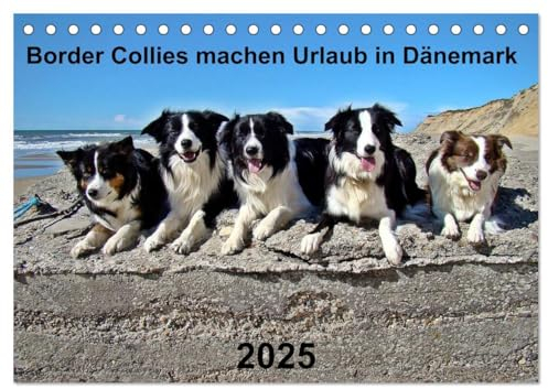 Border Collies machen Urlaub in Dänemark (Tischkalender 2025 DIN A5 quer), CALVENDO Monatskalender