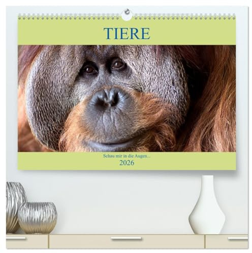 Tiere Schau mir in die Augen (hochwertiger Premium Wandkalender 2026 DIN A2 quer), Kunstdruck in Hochglanz: Von Auge zu Auge mit den Tieren der Welt (CALVENDO Tiere)