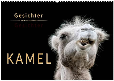 Kamel Gesichter (Wandkalender 2026 DIN A2 quer), CALVENDO Monatskalender: Eindrucksvolle Bilder der Überlebenskünstler. (CALVENDO Tiere)