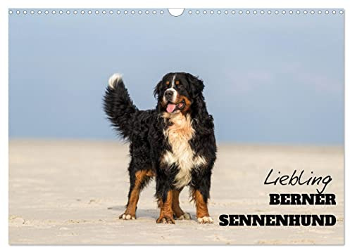 Kalender 2027 · Liebling BERNER SENNENHUND | Ihre Schönheit und Gutmütigkeit macht die Schweizer Sennenhunde so beliebt · DIN A3 quer · CALVENDO Wandkalender