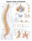 Human Spine Disorders Anatomical Chart
