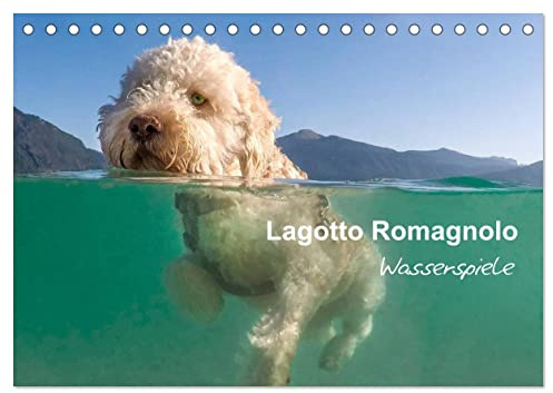 Lagotto Romagnolo - Wasserspiele (Tischkalender 2026 DIN A5 quer), CALVENDO Monatskalender: Sensationelle Bilder des Italienischen Wasserhundes (CALVENDO Tiere)